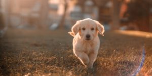 Golden Puppy Lawn