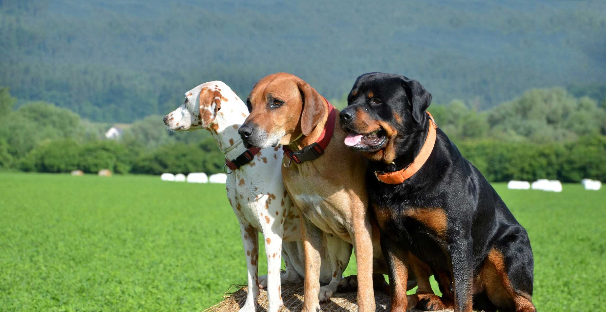 Three dogs sitting